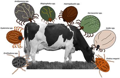 Entomopathogenic Fungi for Tick Control in Cattle Livestock From Mexico